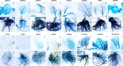 Assessment of root-specific promoters in banana and tobacco and identification of a banana TIP2 promoter with strong root activity